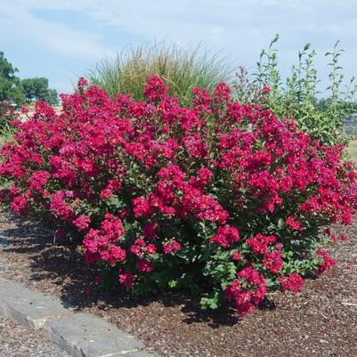 Lagerstroemia Princess&trade; Kylie