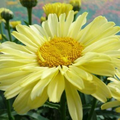 Leucanthemum x superbum Realflor&reg; CC Real Sunbeam