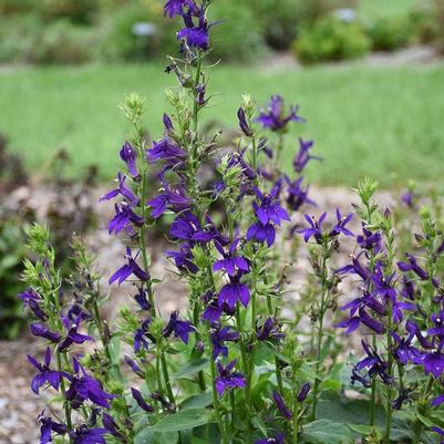 Lobelia x speciosa Starship&trade; Blue 