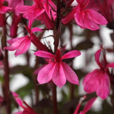 Lobelia x speciosa Starship&trade; Rose 