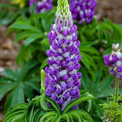 Lupinus polyphyllus Mini Gallery&trade; Blue Bicolor
