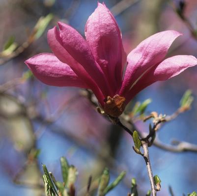 Magnolia Little Girl Betty