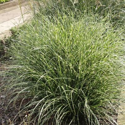 Miscanthus sinensis Bandwidth