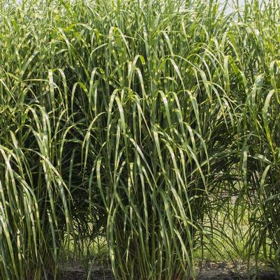 Miscanthus sinensis High Frequency