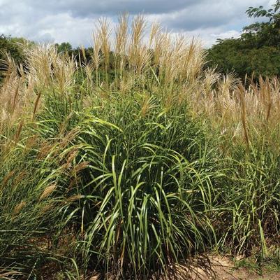 Miscanthus sinensis My Fair Maiden&trade;