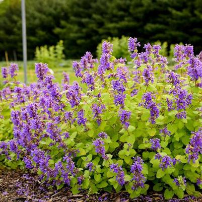 Nepeta x faassenii Chartreuse on the Loose