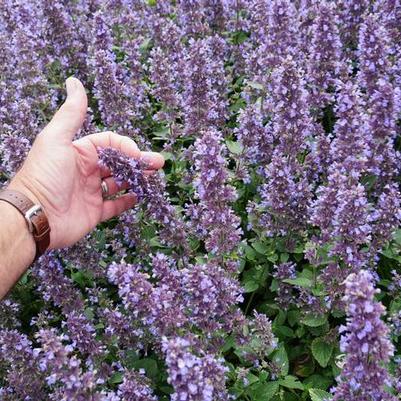 Nepeta x faassenii Whispurr&trade; Blue