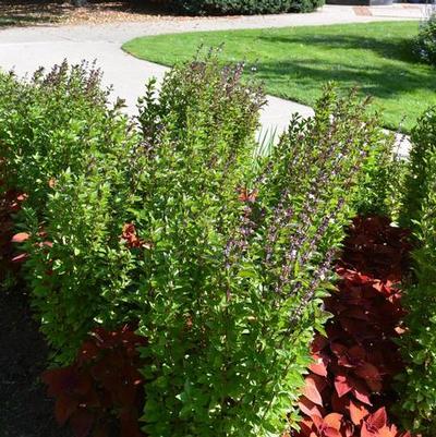 Ocimum basilicum Everleaf Thai Towers