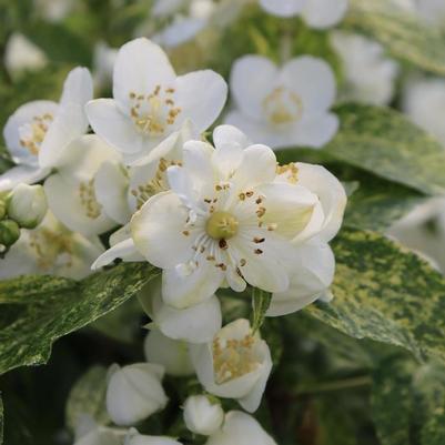 Philadelphus coronarius Illuminati Sparks&trade;