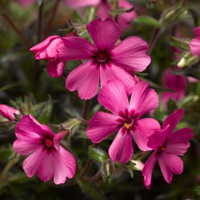 Phlox subulata GoldiPhlox&trade; Cherry