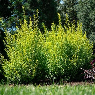 Physocarpus opulifolius Cougar Cub&trade;