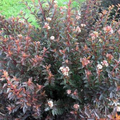 Physocarpus opulifolius Sweet Cherry Tea&trade;