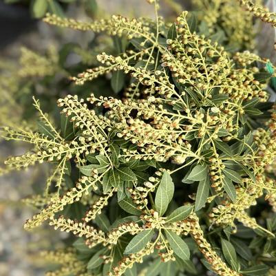 Pieris japonica Cavatine