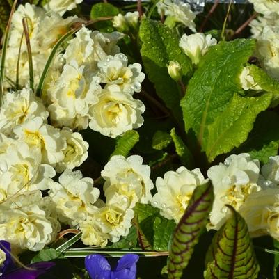 Primula vulgaris Belarina&reg; Cream 