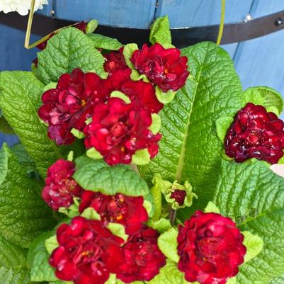 Primula vulgaris Belarina&reg; Valentine
