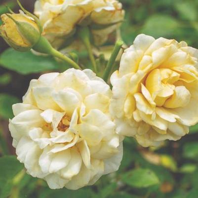 Rosa Buttercream Drift&reg;