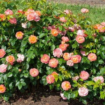 Rosa Knock Out&reg; Orange Glow&trade;