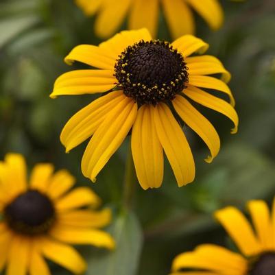 Rudbeckia fulgida var. sulivanttii Goldblitz