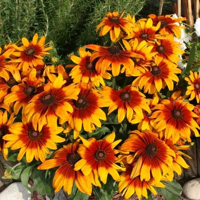 Rudbeckia hirta Cappucino