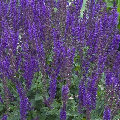 Salvia nemorosa East Friesland (Ostfriesland)