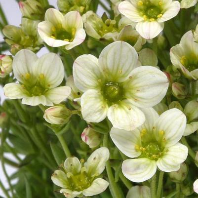 Saxifraga x arendsii Touran&trade; Limegreen