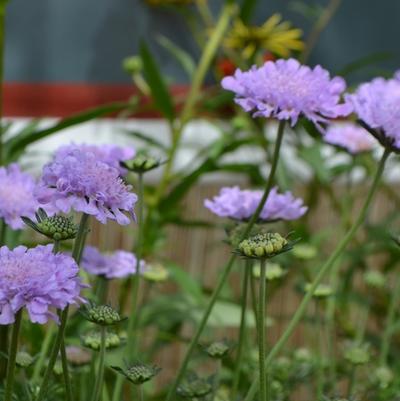Scabiosa columbaria Flutter&trade; Deep Blue