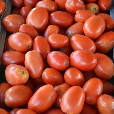 Solanum lycopersicon Roma