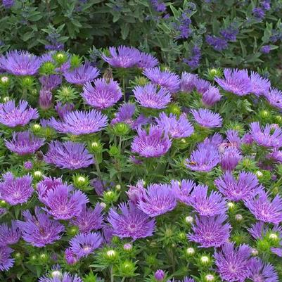 Stokesia Peachie's Pick