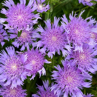Stokesia laevis Totally Stoked&trade; Riptide