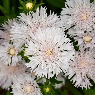 Stokesia laevis Totally Stoked&trade; Whitecaps