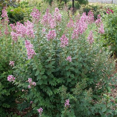 Syringa Bloomerang Ballet&reg; 