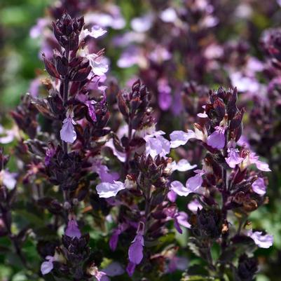 Teucrium chamaedrys var. nuchense Pride of Georgia