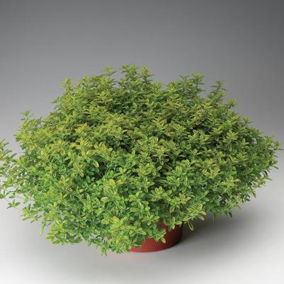Thymus x citriodorus Aureus