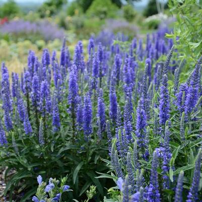 Veronica Dark Blue