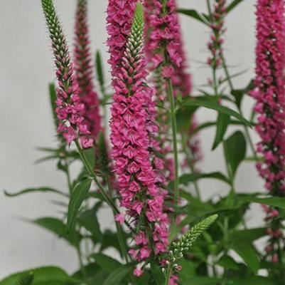 Veronica longifolia Vernique&reg; Raspberry