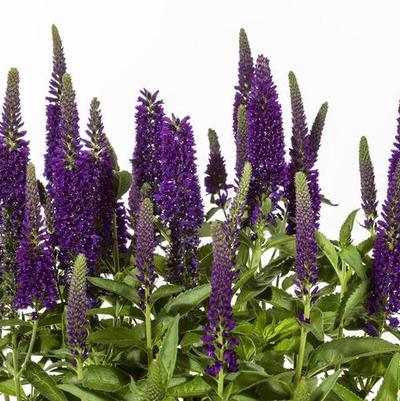 Veronica longifolia Vernique&reg; Dark Blue Improved