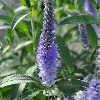 Veronica longifolia Vernique&reg; Shining Seas