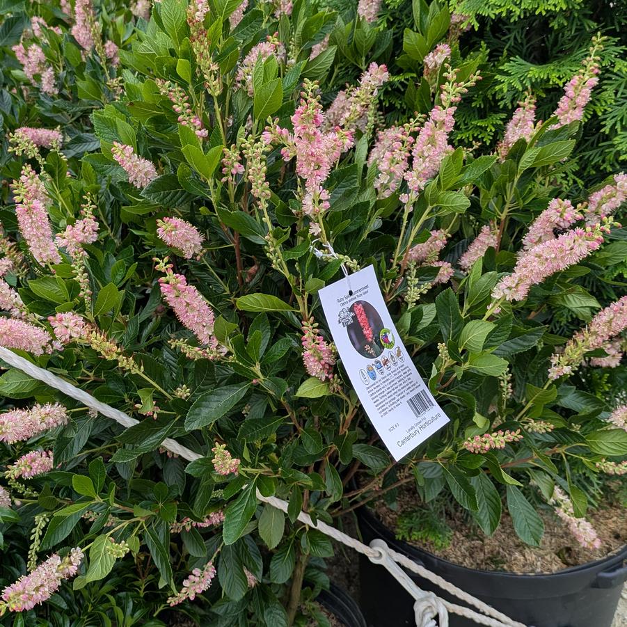 Clethra alnifolia Ruby Spice