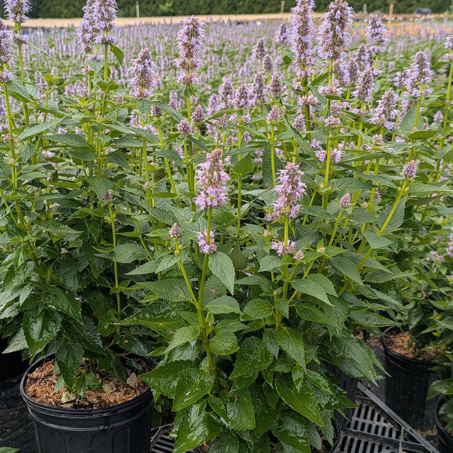 Agastache Blue Fortune