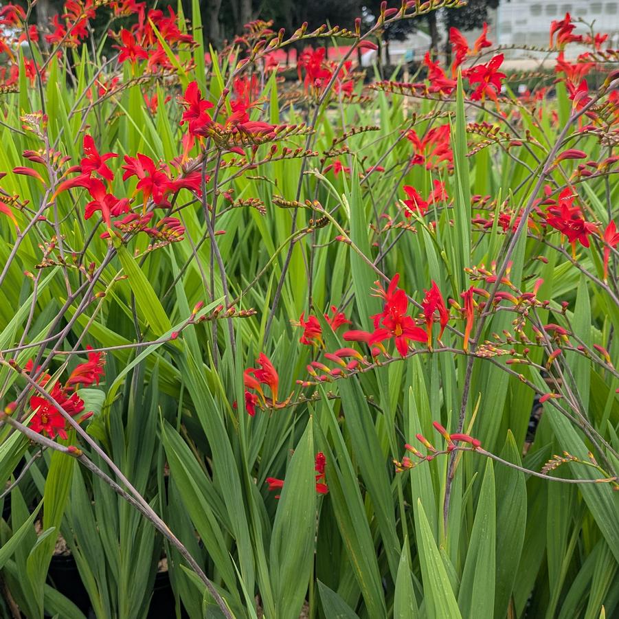 Crocosmia aurea Lucifer