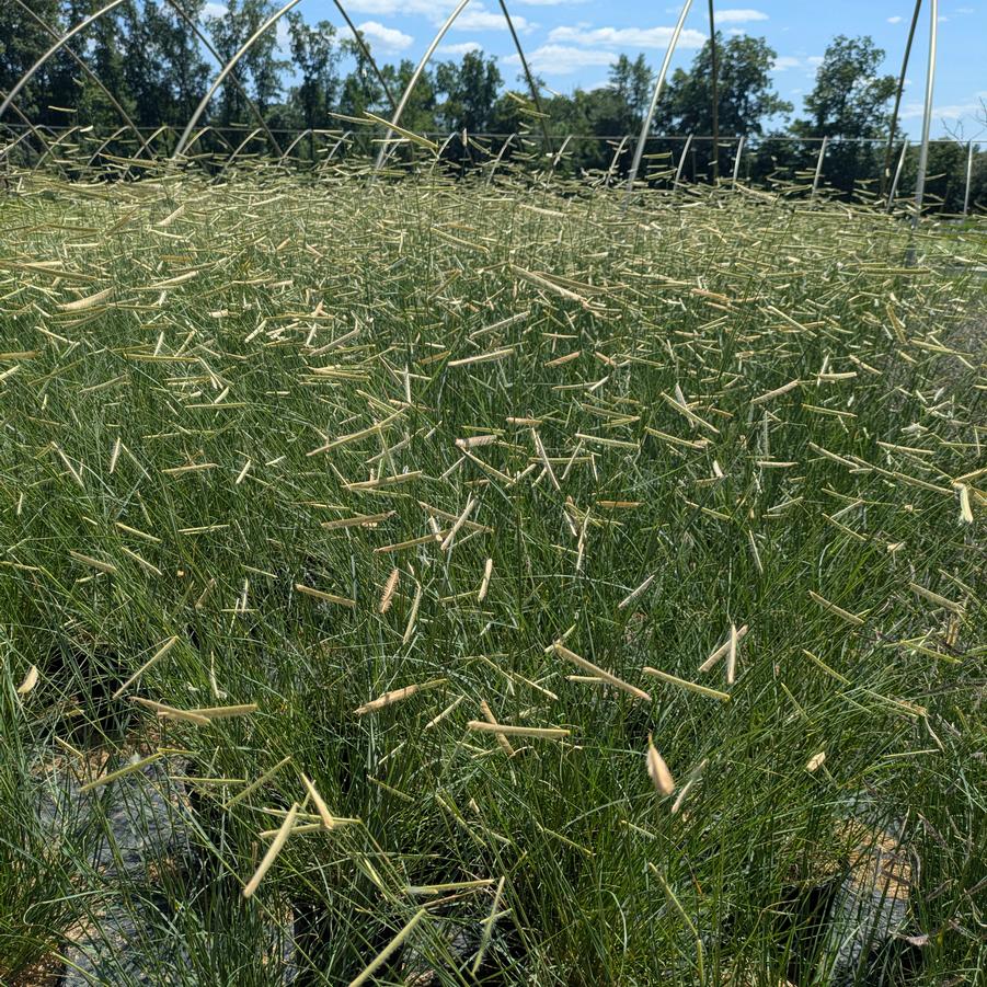 Bouteloua gracilis Blonde Ambition