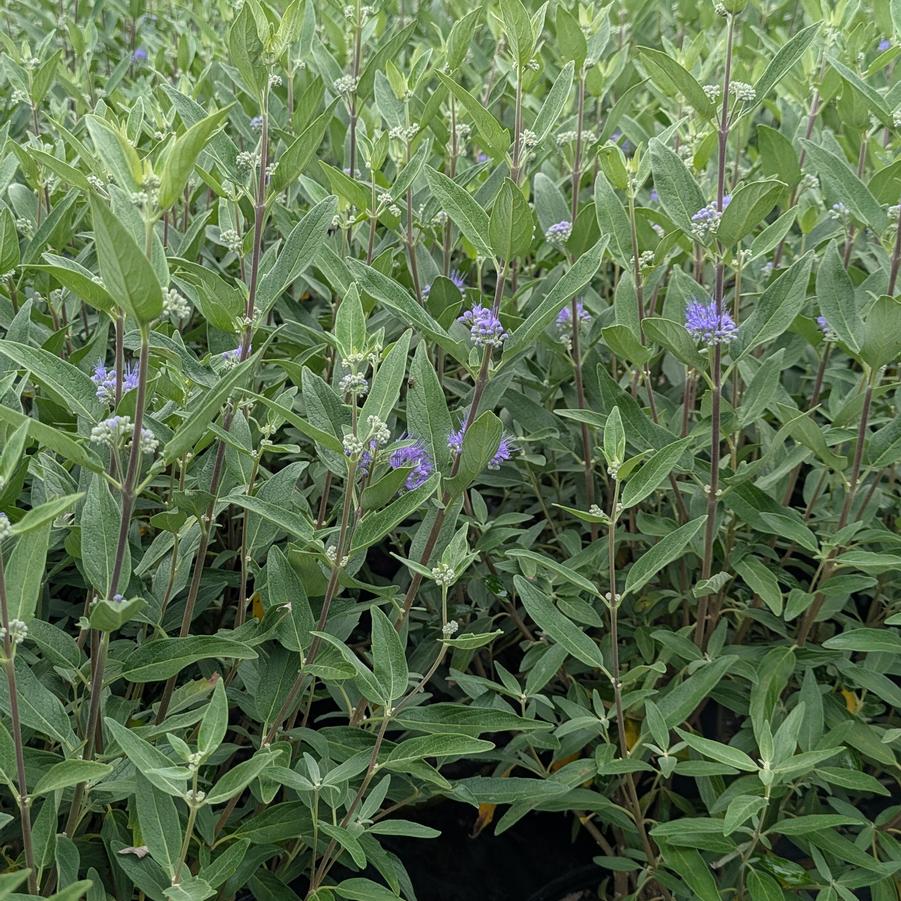 Caryopteris x clandonensis Dark Knight