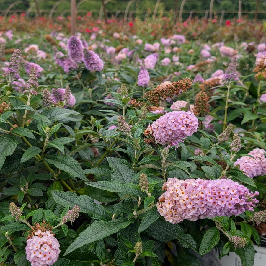 Buddleia 'Pugster Sorbet™ PPAF' 