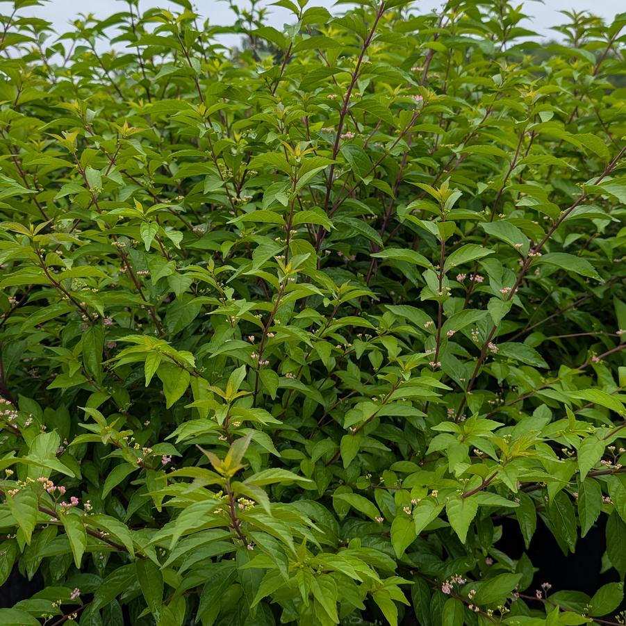 Callicarpa dichotoma Early Amethyst