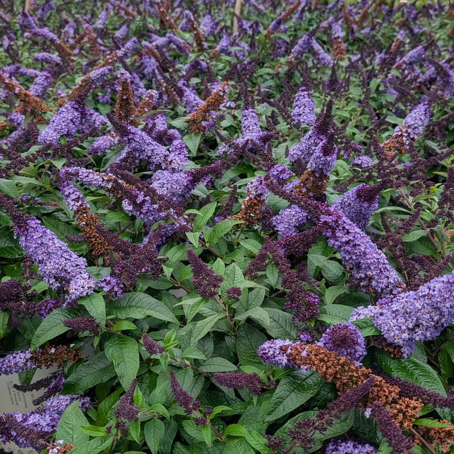 Buddleia Pugster Blue&reg;