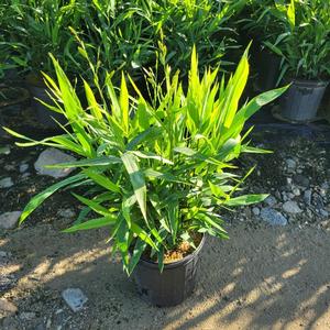 Chasmanthium latifolium 