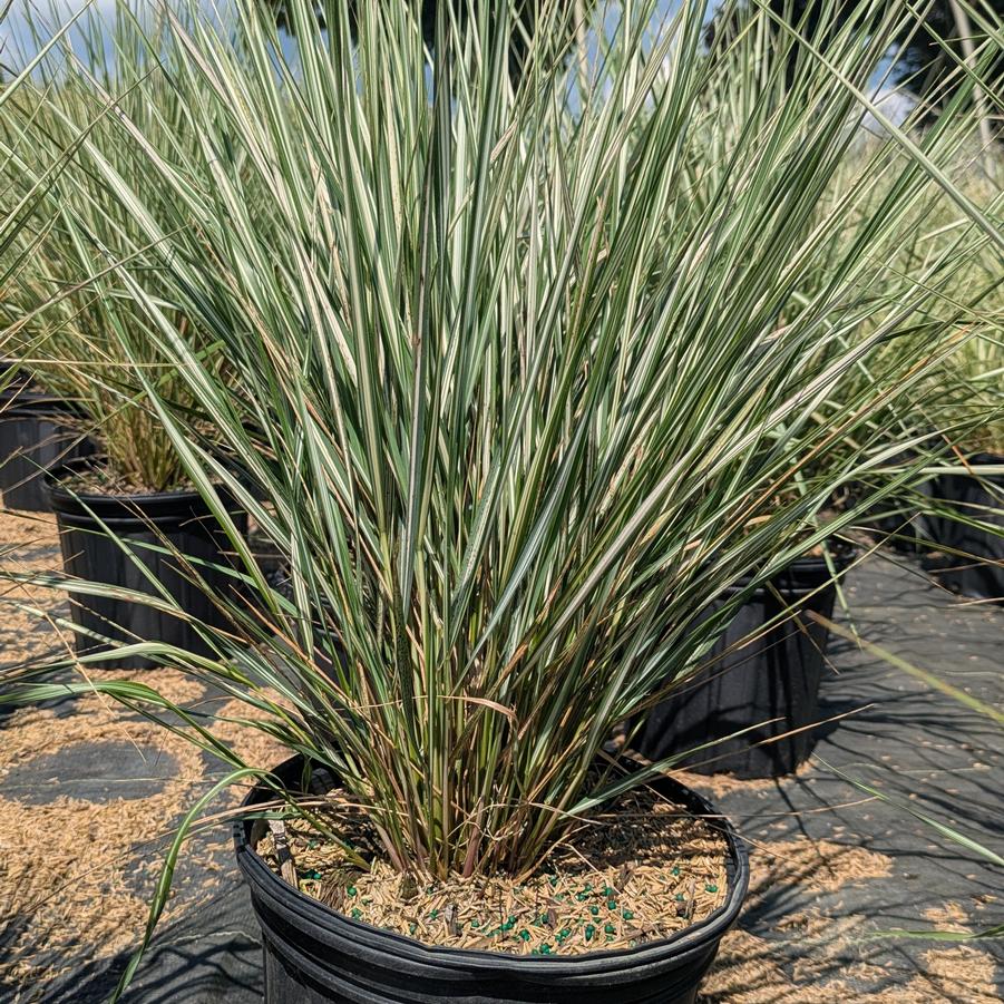 Calamagrostis x acutiflora Lightning Strike