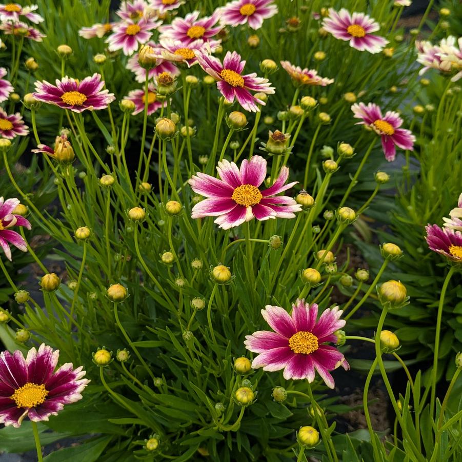 Coreopsis L'il Bang&trade; Candy Stripes