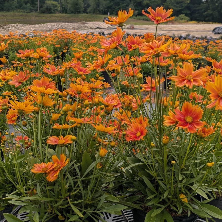 Coreopsis L'il Bang&trade; Darling Clementine